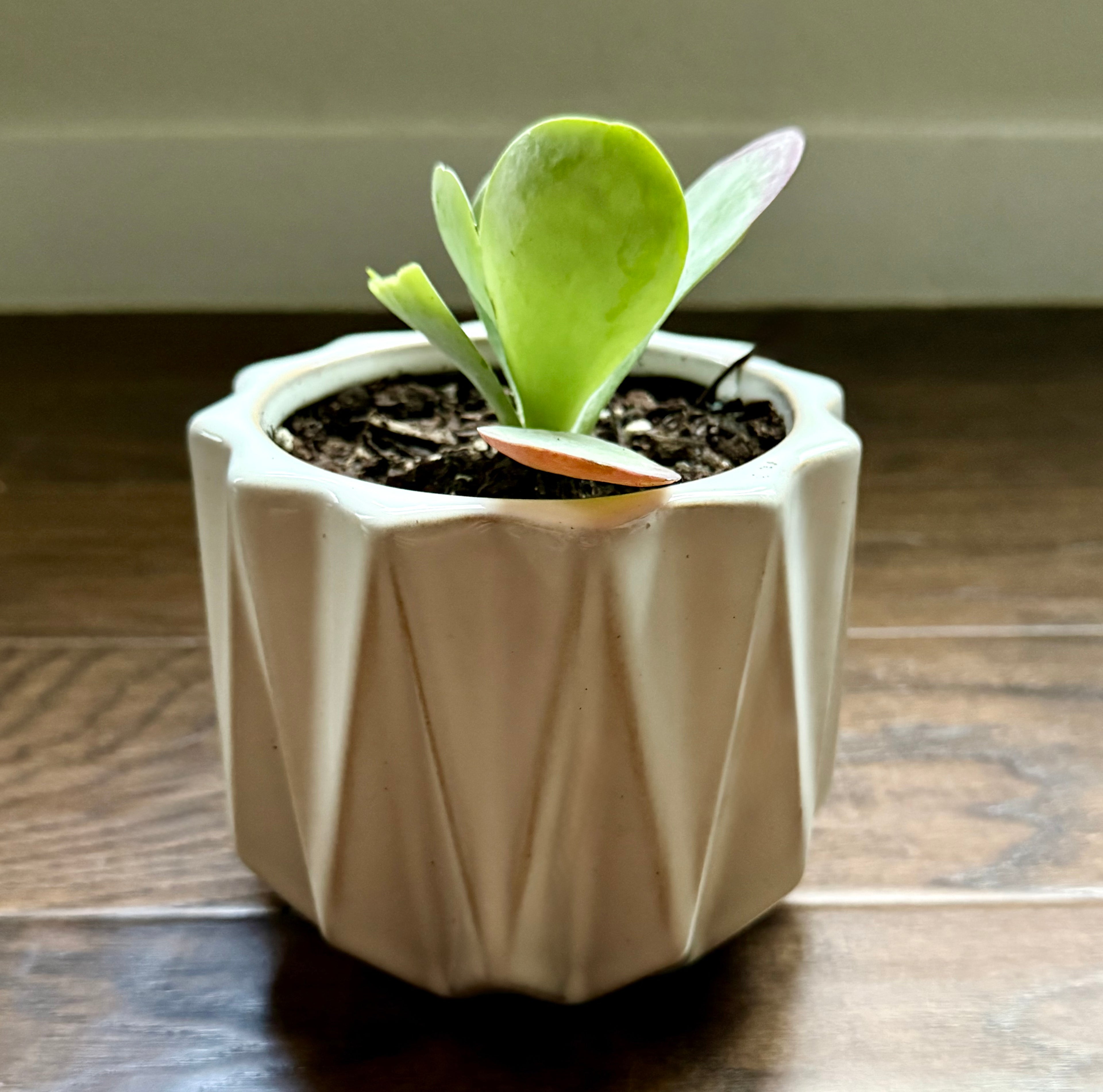 Mini Succulent Desk Plant (vase included)
